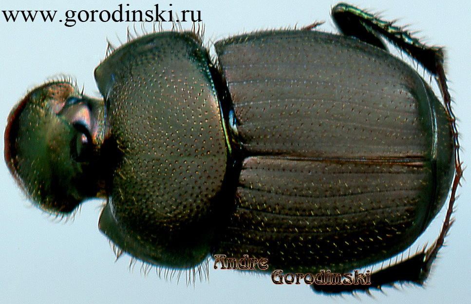http://www.gorodinski.ru/copr/Onthophagus cupreiceps.jpg